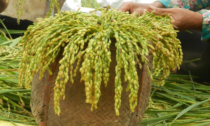 Mùa vàng trên cao nguyên Mộc Châu